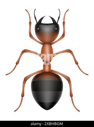 ant insects wildlife animals vector illustration isolated on white ...