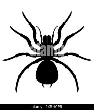 spider insects wildlife animals vector illustration isolated on white background Stock Photo