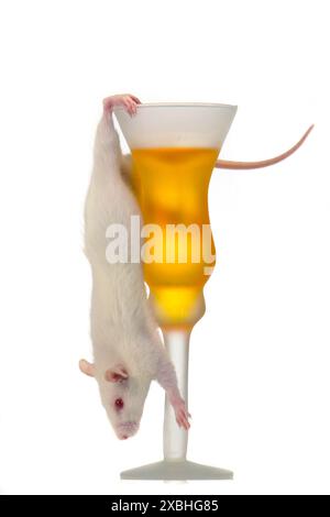 Rat on a white background Stock Photo