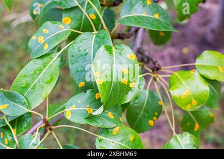 yellow rust spots on pear leaves. Garden disease and treatment Stock Photo