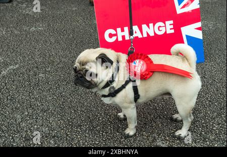 Pug pet dog at a labour party campaign in Sutton in Ashfield, Nottinghamshire with red vote labour rosette attached to its collar Stock Photo