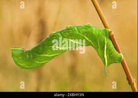 Eyed Hawk Moth Caterpillar Stock Photo