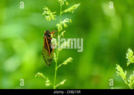 Brood XIII periodic cicada on grass (Magicicada septendecim). May 2024. Stock Photo