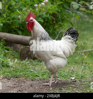 Light Sussex Cockerel Stock Photo