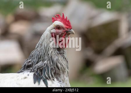 Light Sussex Cockerel Stock Photo