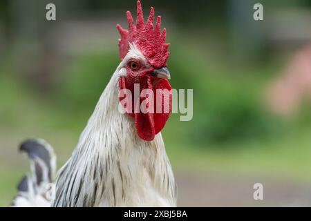 Light Sussex Cockerel Stock Photo