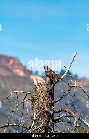 Red-Tailed Hawk sits in dead tree, California, USA Stock Photo