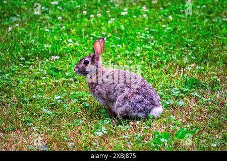 A rabbit sitting in green and brown grass calmly looking for food. Stock Photo