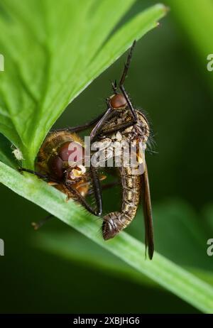 Macro Of A Dagger Fly, Empididae, possibly Empis tessellata, With A Fly As  Prey Resting On A Leaf, New Forest UK Stock Photo