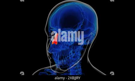 Human skeleton nasal bone anatomy 3D illustration Stock Photo - Alamy