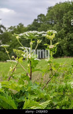 Riesen-Bärenklau Pflanze, die Pflanzenteile, insbesondere der Saft, sind giftig, unter Sonnenlichteinwirkung löst der Saft eine phototoxische Reaktion aus, Mülheim an der Ruhr, NRW, Deutschland, Riesen-Bärenklau *** Giant hogweed plant, the plant parts, especially the sap, are poisonous, when exposed to sunlight the sap triggers a phototoxic reaction, Mülheim an der Ruhr, NRW, Germany, Giant hogweed Stock Photo