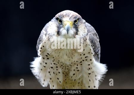 Gerfalke Gerfalke Greifvogel Gerfalke *** Gerfalcon Gerfalcon Bird of ...