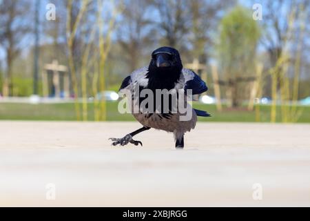 The gray crow raised its leg on the ground Stock Photo
