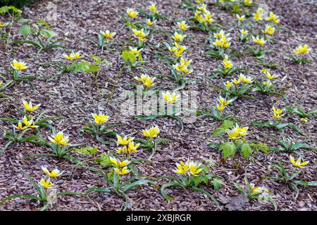 green and yellow flower spots on the ground Stock Photo