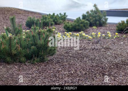 A new park with young conifers and yellow flowers in the ground of mulch Stock Photo