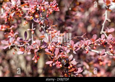 Small pink flowers on a tree or bush Stock Photo