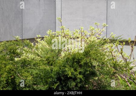 flower bushes on the background of the corner of the wall of a gray house Stock Photo