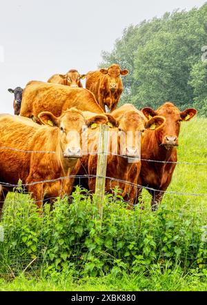 Brown cows or bulls in a field on a summers evening in Beal north Yorkshire UK Stock Photo