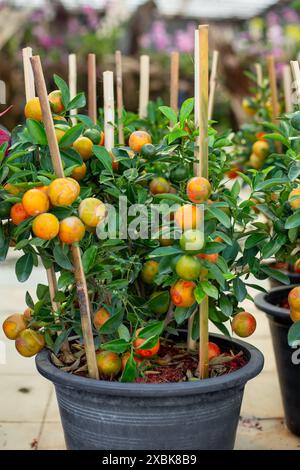 Flower market. Tangerine trees in pots. Decorative tropical plants. Stock Photo