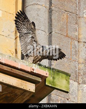 A Peregrine Falcon Eyas (falco Peregrinus) On Tewkesbury Abbey 