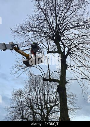 Tree trimmer working on a tree to remove branches,  to care for the tree and prevent branches from falling and causing damage in bad weather Stock Photo