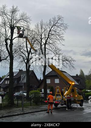 Tree trimmer working on a tree to remove branches,  to care for the tree and prevent branches from falling and causing damage in bad weather Stock Photo