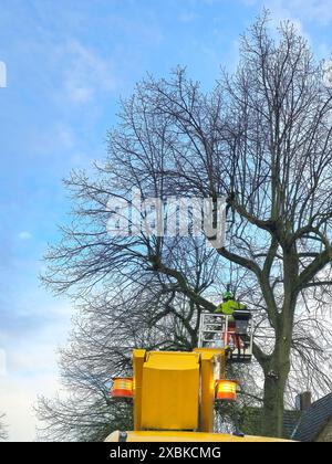 Tree trimmer working on a tree to remove branches,  to care for the tree and prevent branches from falling and causing damage in bad weather Stock Photo
