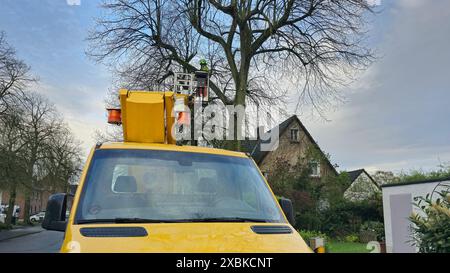 Tree trimmer working on a tree to remove branches,  to care for the tree and prevent branches from falling and causing damage in bad weather Stock Photo