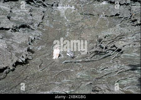 Pigeons cooling off in the ornamental pool on a hot sunny day outside the Bloomberg European headquarters building Cannon Street London England UK Stock Photo