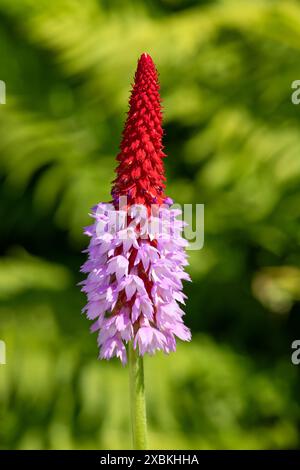 Close up of an orchid primrose (primula vialli) in bloom Stock Photo