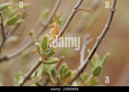 Small grasshopper hides on branch of thyme plant, thymus vulgaris, Alcoy, Spain Stock Photo