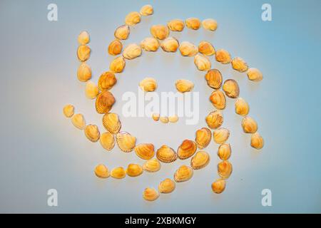 Smiling sun made of seashells Stock Photo