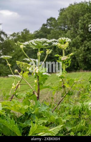 Giant hogweed plant, the plant parts, especially the sap, are poisonous, when exposed to sunlight the sap triggers a phototoxic reaction, Mülheim an d Stock Photo