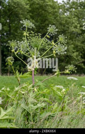 Giant hogweed plant, the plant parts, especially the sap, are poisonous, when exposed to sunlight the sap triggers a phototoxic reaction, Mülheim an d Stock Photo