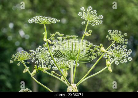 Giant hogweed plant, the plant parts, especially the sap, are poisonous, when exposed to sunlight the sap triggers a phototoxic reaction, Mülheim an d Stock Photo