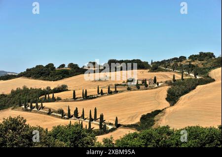Cypress avenue La Foce, Tuscany, Italy, Europe, Landscape with wide fields and rolling hills, lined with trees, Tuscany Stock Photo