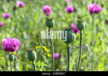 Field with four seed pods of opium poppy (Papaver somniferum) against a matt green background with purple flowers, Untersulmetingen, Laupheim, Upper Stock Photo