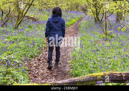 Woman walking through violet bluebell flowers (Hyacinthoides non-scripta) of a bluebell wood on the Ellisfield and Moundsmere walk, Hampshire, England Stock Photo