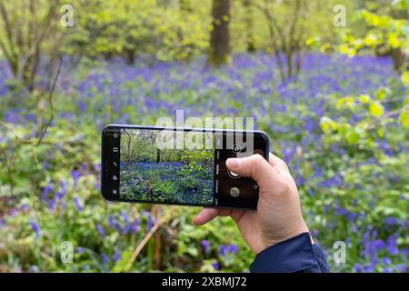 Woman taking a smartphone photo of bluebell flowers in a bluebell wood on the Ellisfield and Moundsmere walk, Hampshire, UK. Smartphone in focus Stock Photo