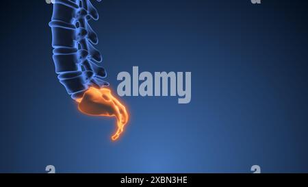 coccyx or sacrum medical animation Stock Photo