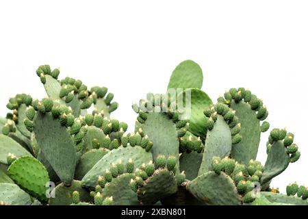 A cluster of prickly pear cacti with numerous small green pads sprouting from larger, flat pads, set against a white background. Stock Photo