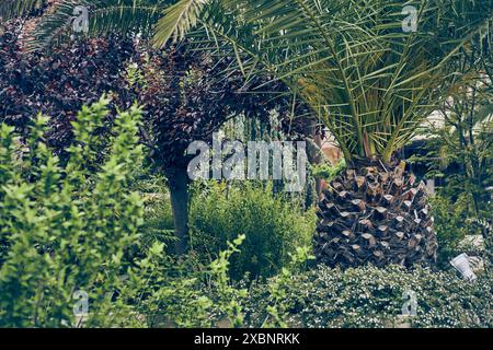A magnificent date palm without fruit stands in beautiful weather against a background of green bushes. With space to copy. High quality photo Stock Photo