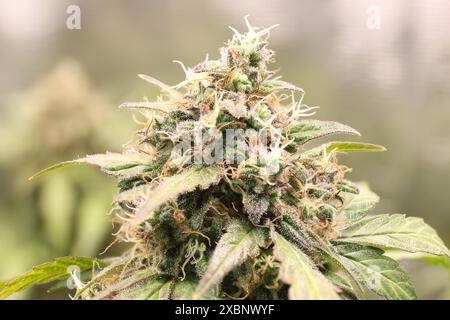 Live cannabis plant in full bloom under indoor grow lights Stock Photo