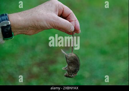 A person is putting a dead mouse outside, they are holding it by the tail Stock Photo
