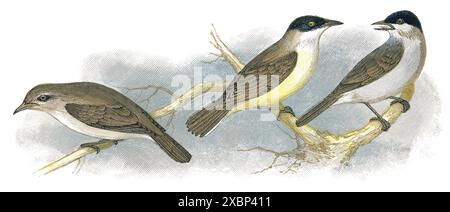 1898 colour engraving of a garden warbler (Sylvia borin), Orphean warbler (Sylvia orpheus, later divided into the Eastern Orphean warbler [Sylvia crassirostris] and the Western Orphean warbler [Sylvia hortensis]) and a Eurasian blackcap (Sylvia atricapilla). Stock Photo