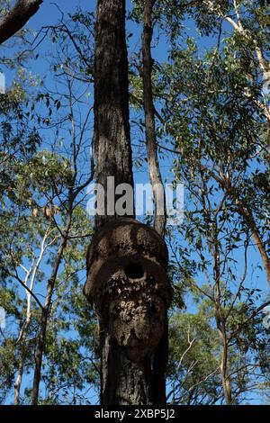 Bird nest made from an arboreal nest of mud high in the branches of a tree in the Seven Hills Bushland Reserve, Brisbane, Queensland, Australia Stock Photo