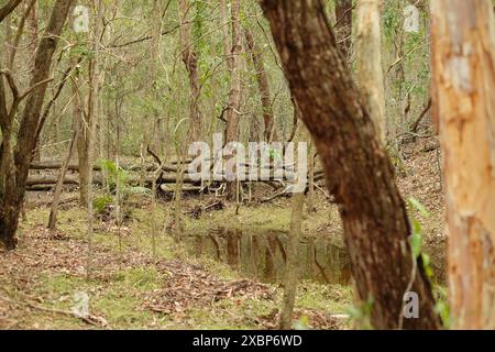 A gully in the Seven Hills Bushland Reserve becomes a billabong filled with water after a downpour of heavy rain, Brisbane, Queensland. Stock Photo