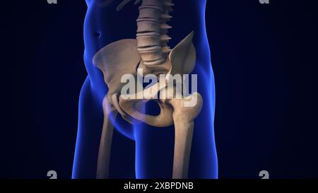 Anatomy Human Hip Joint Treatment Stock Photo