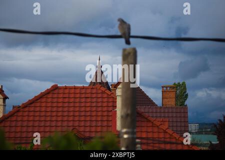 gray dove on power wires against the background of a cloudy, cloudy sky Stock Photo