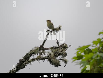 Warbler willow (Phylloscopus trochilus) Lews Castle grounds, Stornoway, Lewis, Western Isles, Scotland Stock Photo